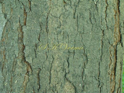  Bark of young trunk rough with longitudinal fissures